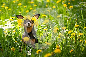 ÃÂÃÂ¡ute puppy, a dog in a wreath of spring flowers on a flowering